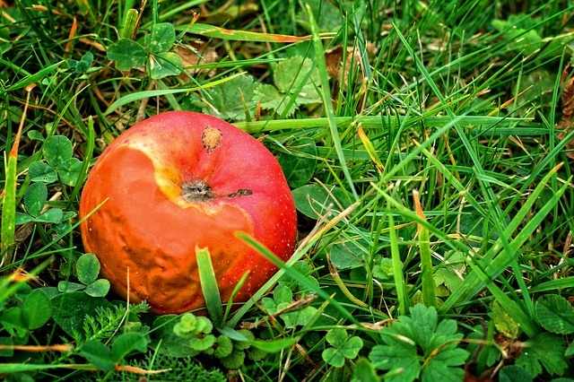 発酵と腐敗の違い、腐ったリンゴ